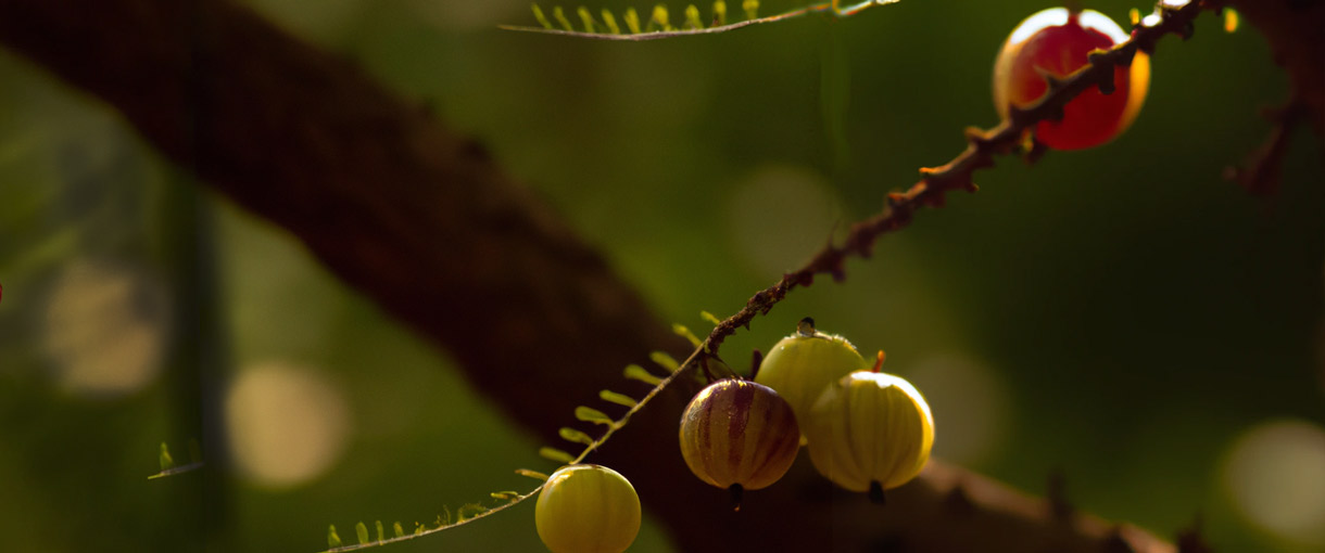 Amla Superfood