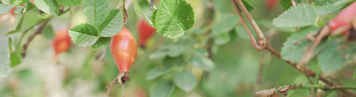 hagebutten superfood